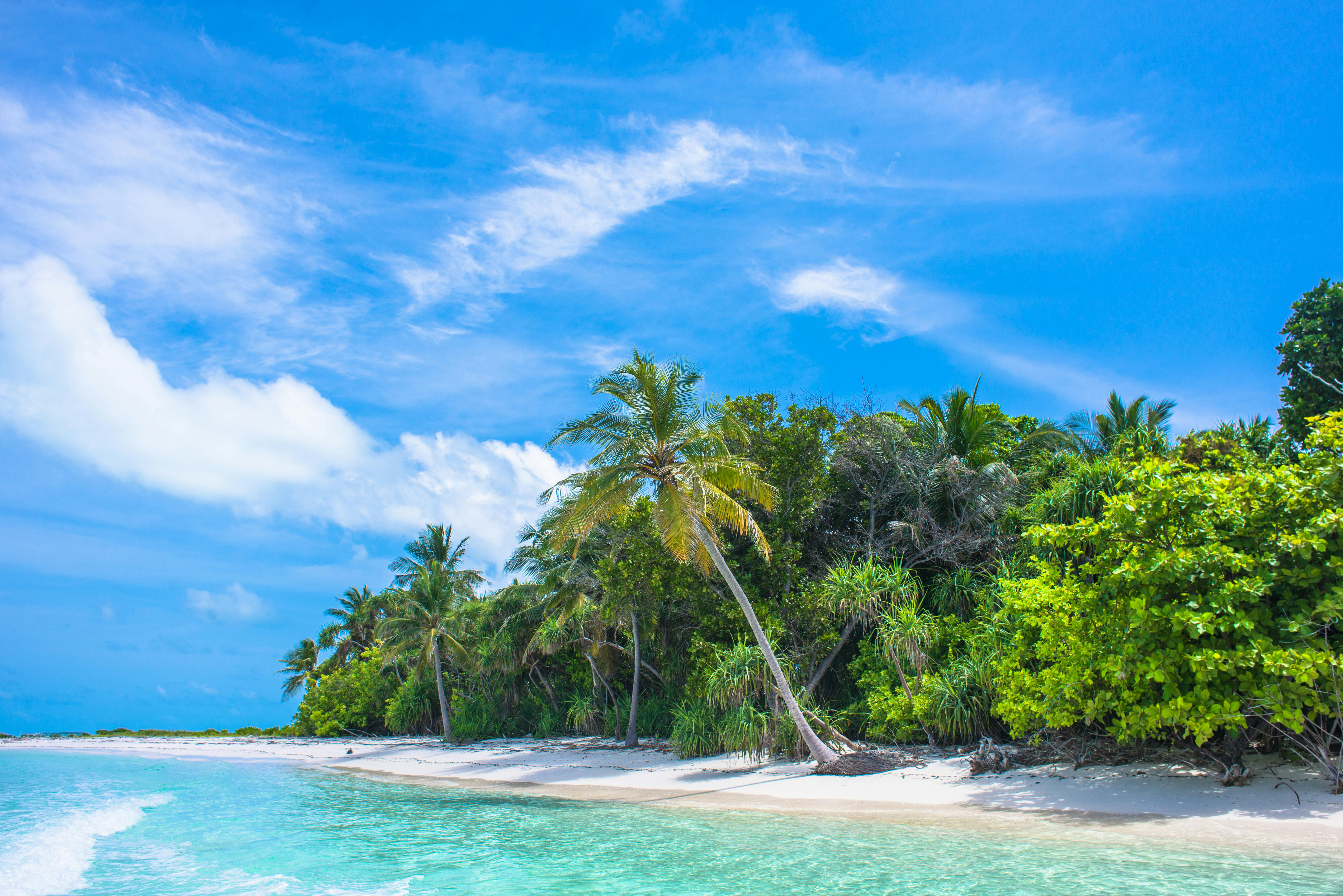 picture of a beach Photo by Asad Photo Maldives: https://www.pexels.com/photo/palm-tree-near-body-of-water-2549017/